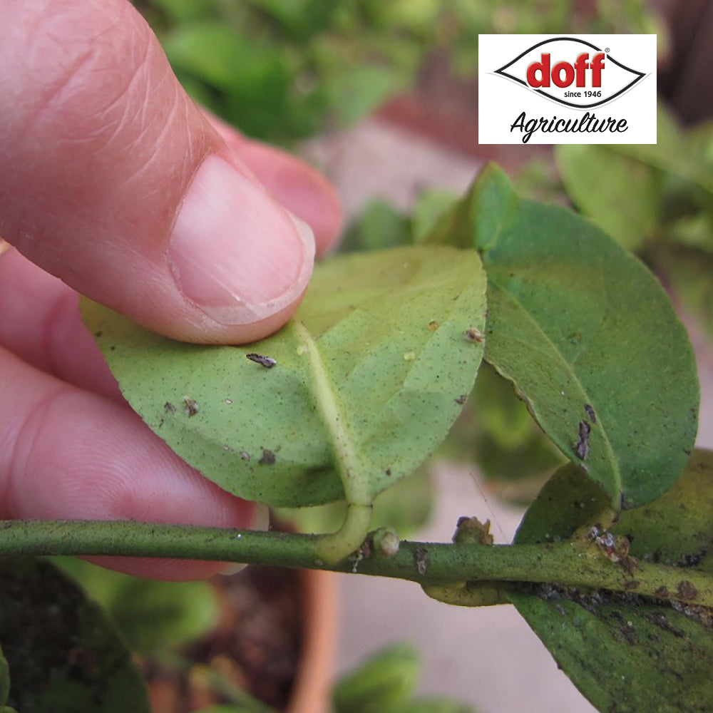 Doff 2 in 1 Rose Shield Bug and Fungus Control - 1L