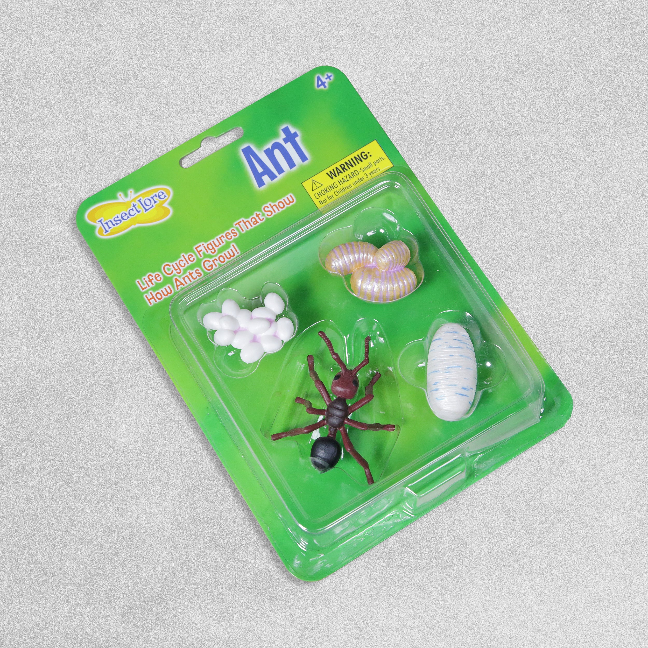 Insect Lore Ant Lifecycle Stages