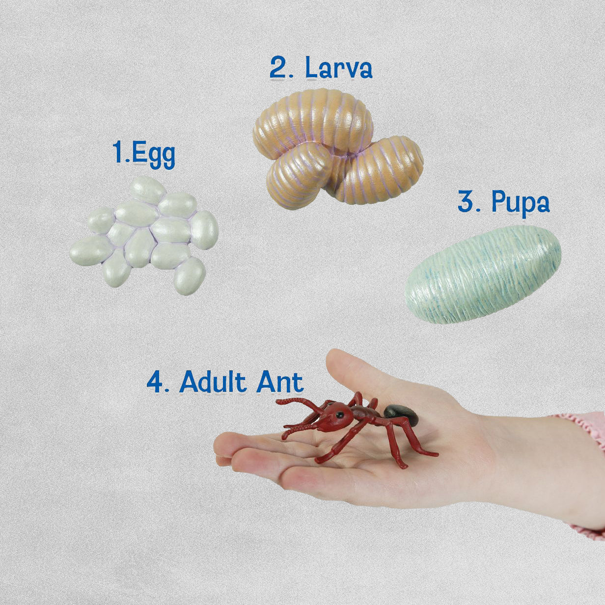 Insect Lore - Ant Lifecycle Stages