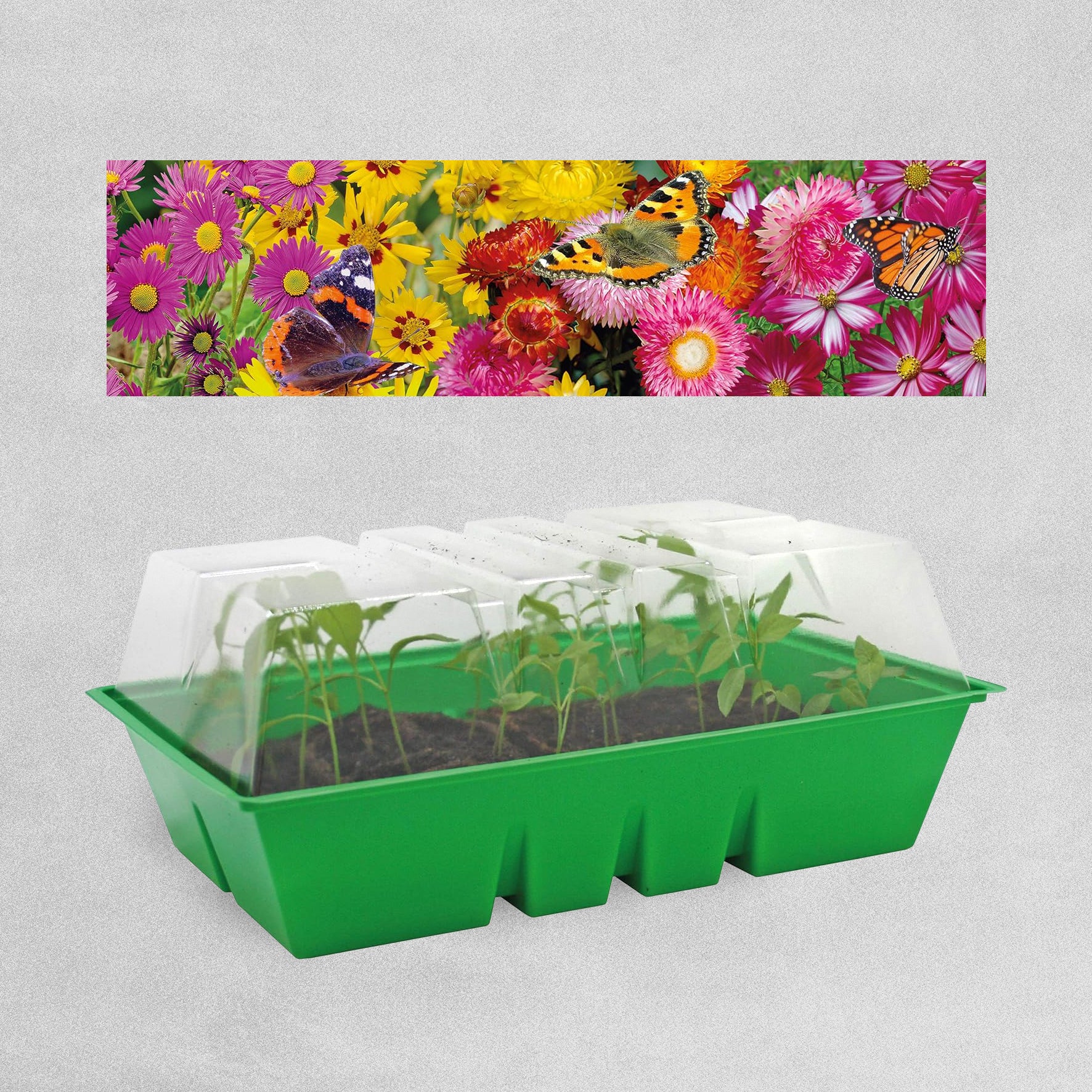 Bee Friends Butterfly Garden Starter Kit