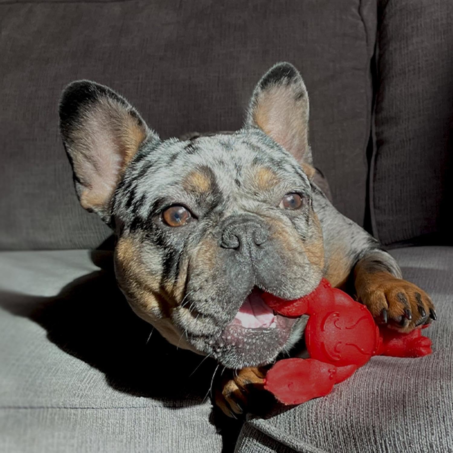 Nylabone Extreme Dog Chew - Small (up to 11kg)