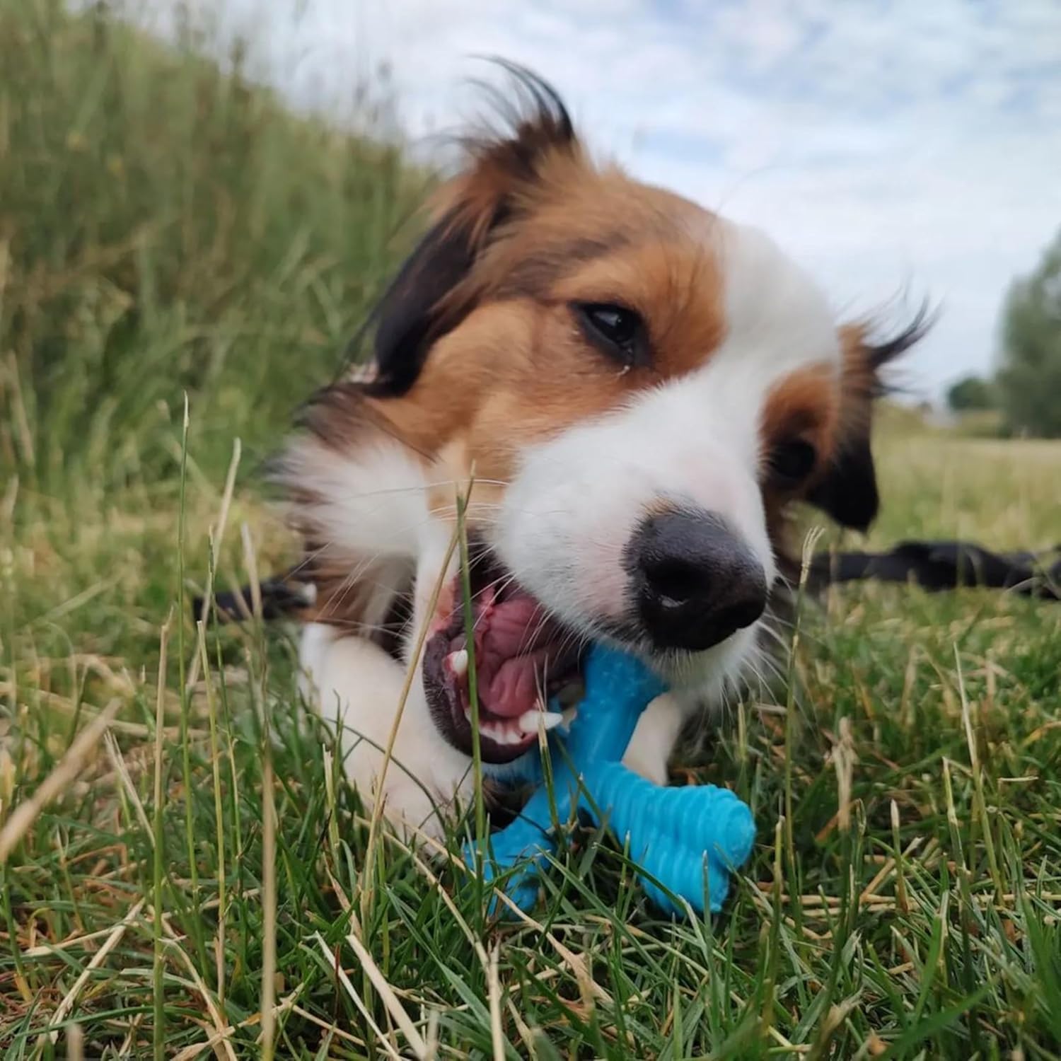 Nylabone Extreme Dog Chew - Large (up to 23kg)