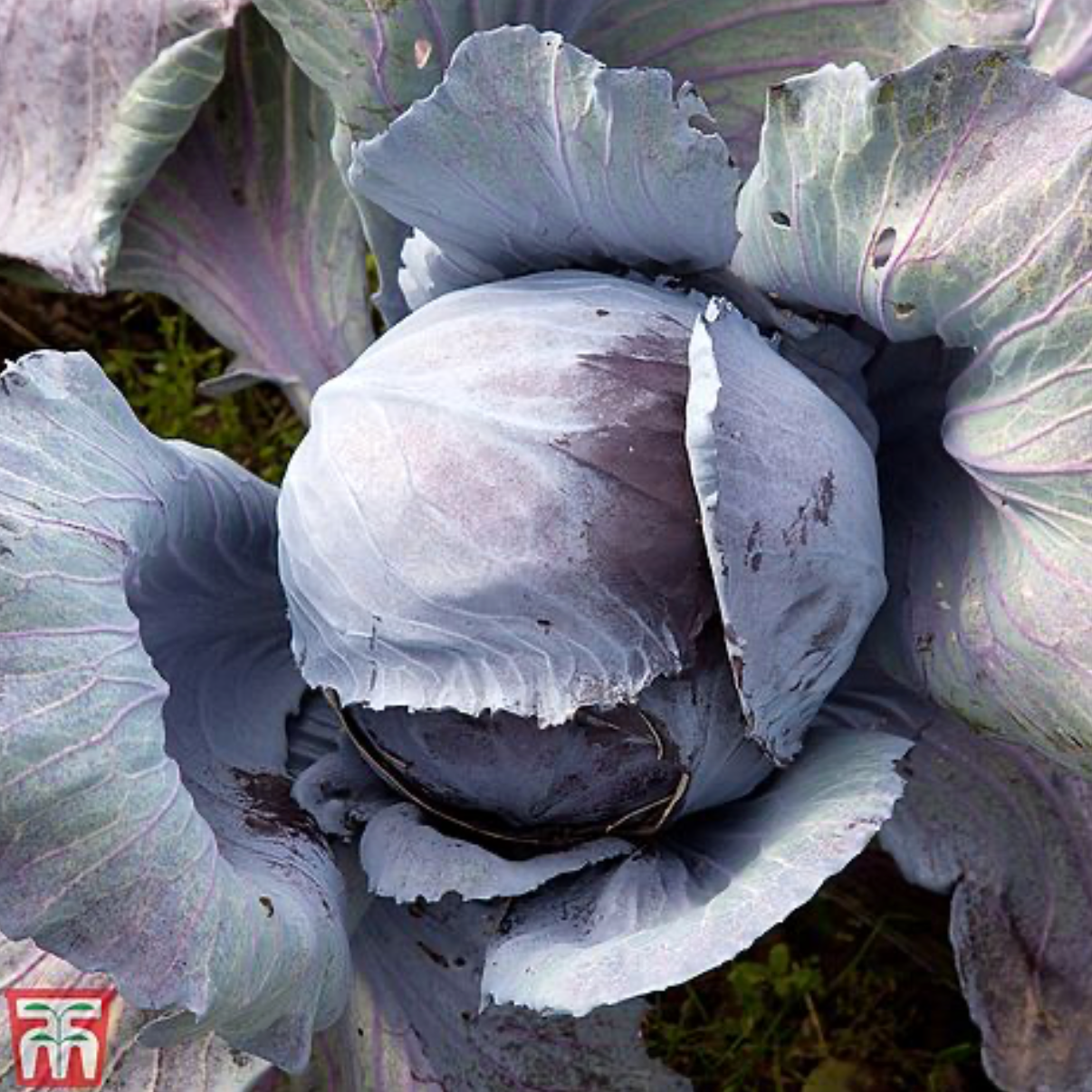 Thompson & Morgan Red Cabbage Seeds