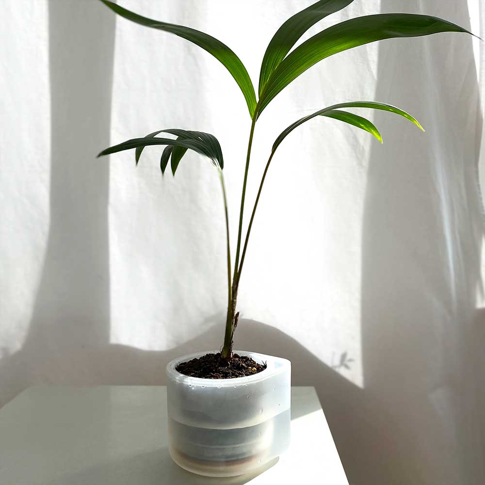 Boskke Self-Watering Planters - various sizes available