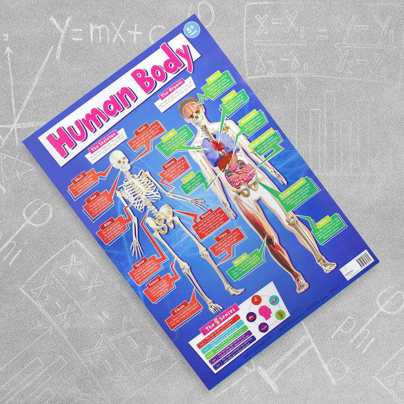 Childrens The Human Body Educational Wall Chart