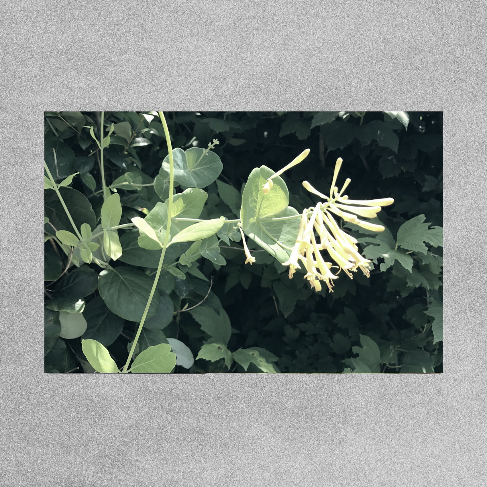 Alexia Peck 'Hamptons' Honeysuckle & Pear Diffuser