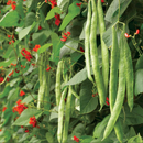 Suttons Runner Bean Seeds - 7 Varieties