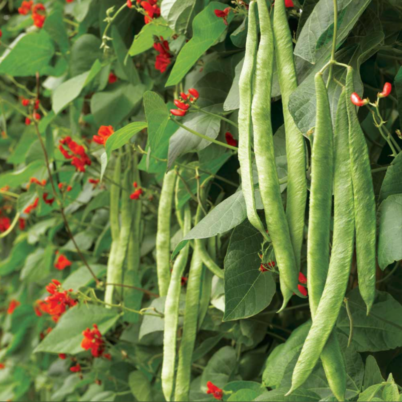 Suttons Runner Bean Seeds - 7 Varieties