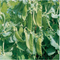 Suttons Mangetout Seeds - 2 Varieties