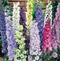 Suttons Flower Seeds - 7 varieties