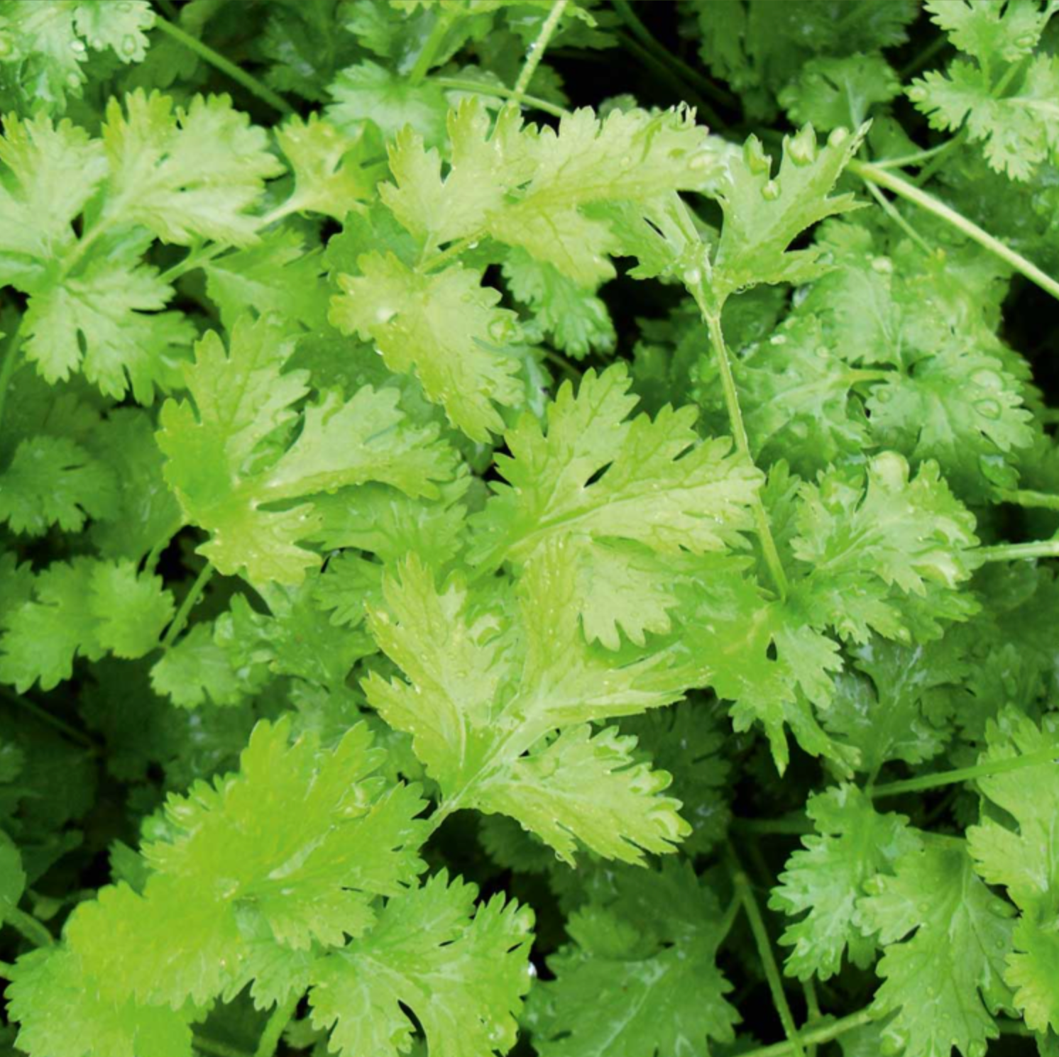 Suttons Herb Seeds - Coriander, Thyme & Mint