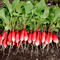 Suttons Radish Seeds