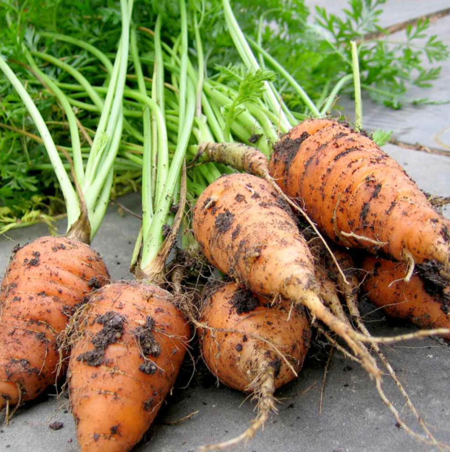 Suttons Carrot Seeds - 2 Varieties