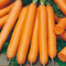 Suttons Carrot Seeds - 3 Varieties