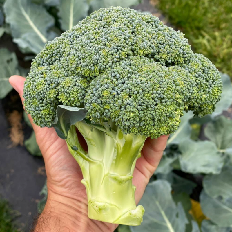 Suttons Broccoli Seeds - 3 Varieties