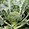 Suttons Broccoli Seeds - 3 Varieties