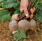 Suttons Beetroot Seeds - 4 Varieties