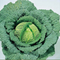 Suttons Cabbage Seeds - 2 Varieties